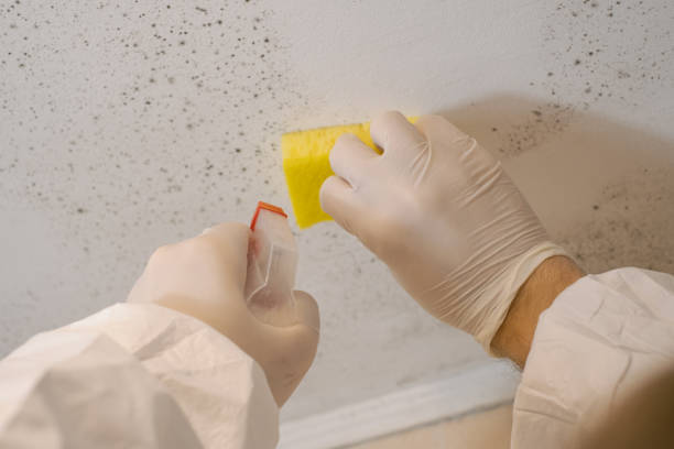 Skagway, AK Mold Removal Company