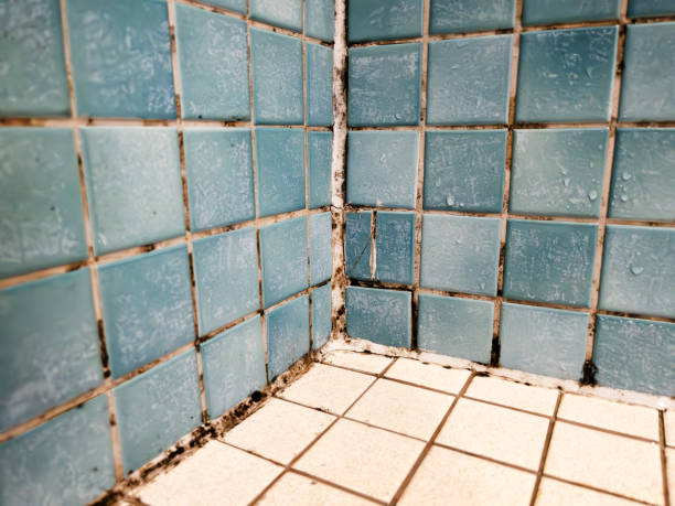 Asbestos and Lead Testing During Mold Inspection in Skagway, AK