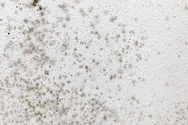 Best Emergency Mold Remediation  in Skagway, AK